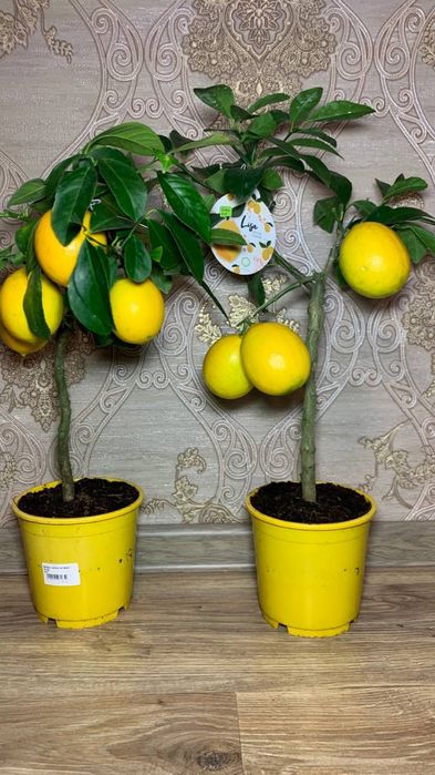 Лимон   Мейєра