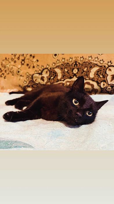 Отдам черного кота, 6 месяцев