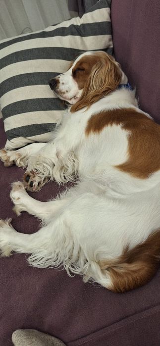 Вязка Кокер-спаниель английский