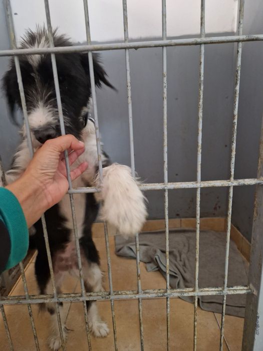 Zostań domem tymczasowym. One bardzo go potrzebują.