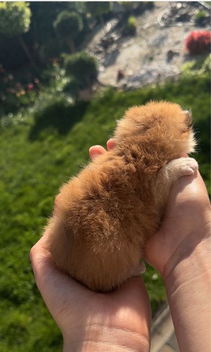 Британська золота шиншила кошенята дівчинка хлопчик