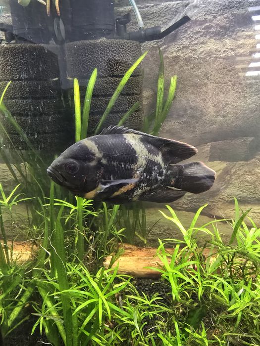 Pielęgnica Pawiooka