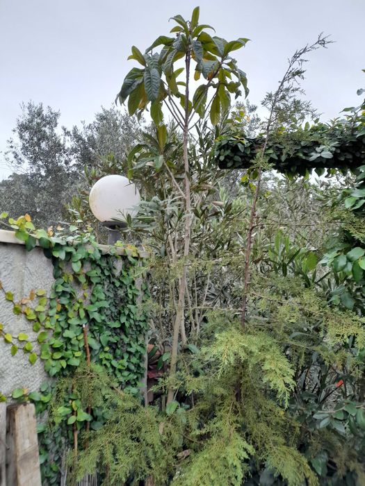 Nespereiras com 1,70/180 metros de altura