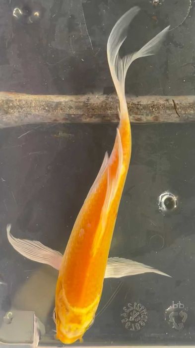 **SUPER PROMOÇÂO** Carpa Koi Véu 15/20cm