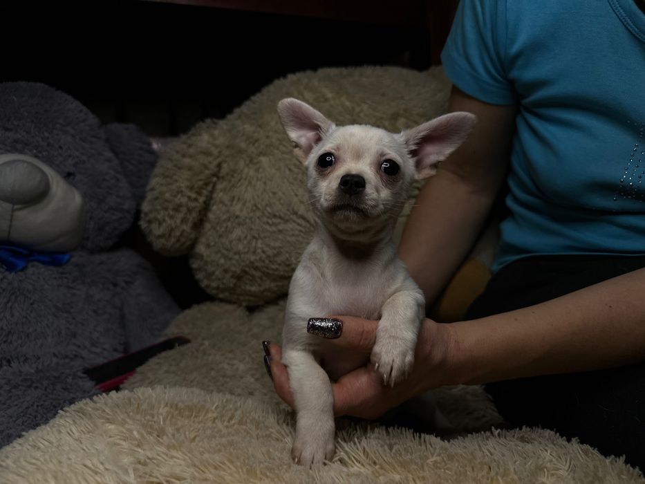 Продаж цуценят чихуа