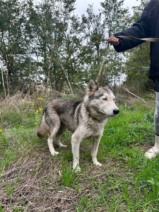 Отдам даром в добрые руки собаку породы Хаски