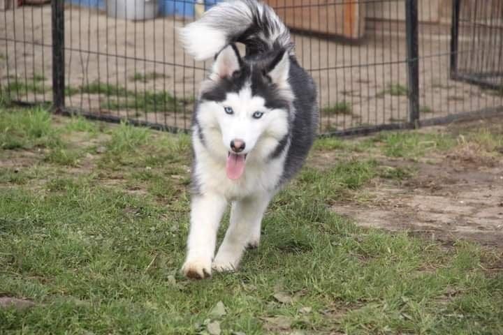 Cadelinha cruzada de husky e samoedo