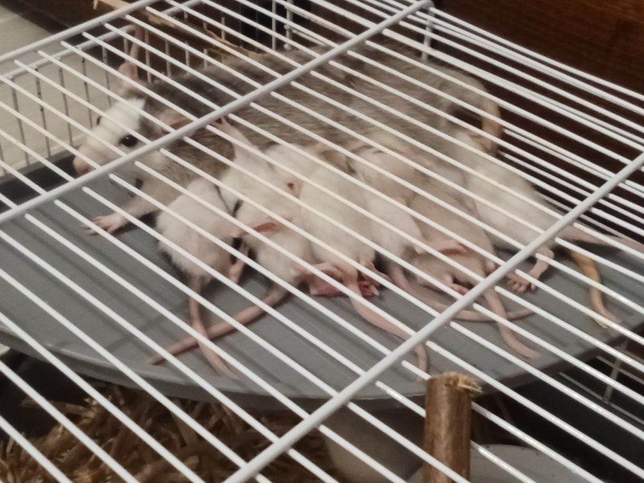 Roedores ratinhos Twister