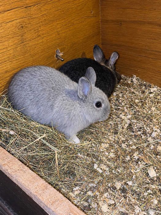 Coelhos e coelhas anões holandeses