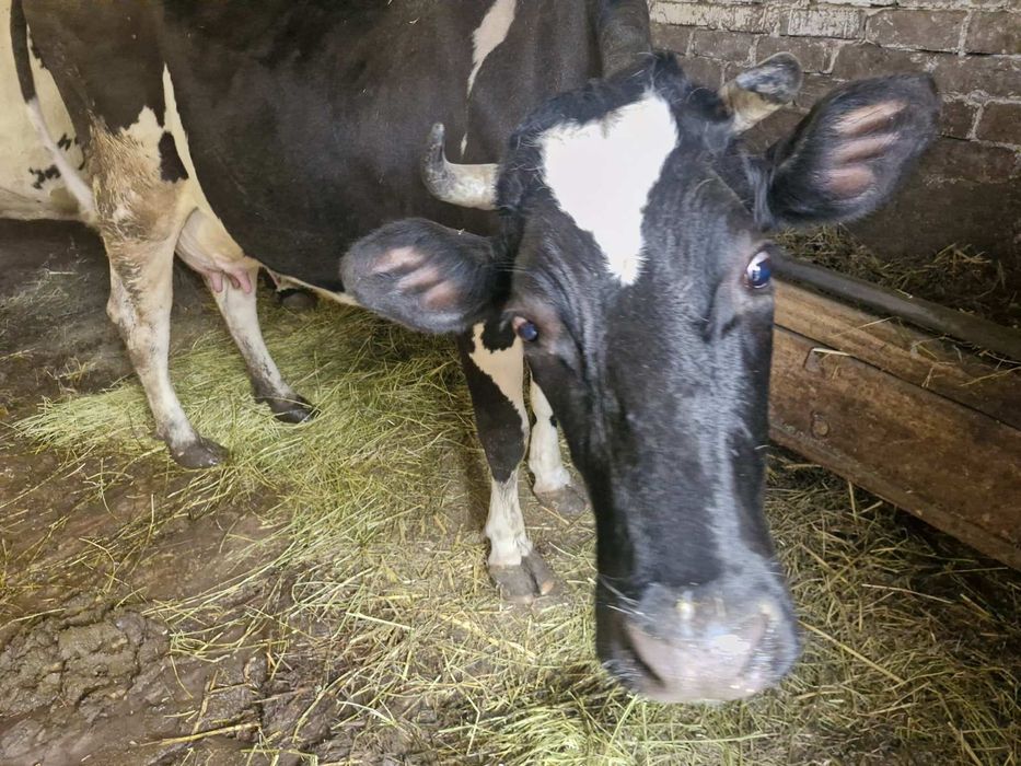 Продам корову Станіславчик