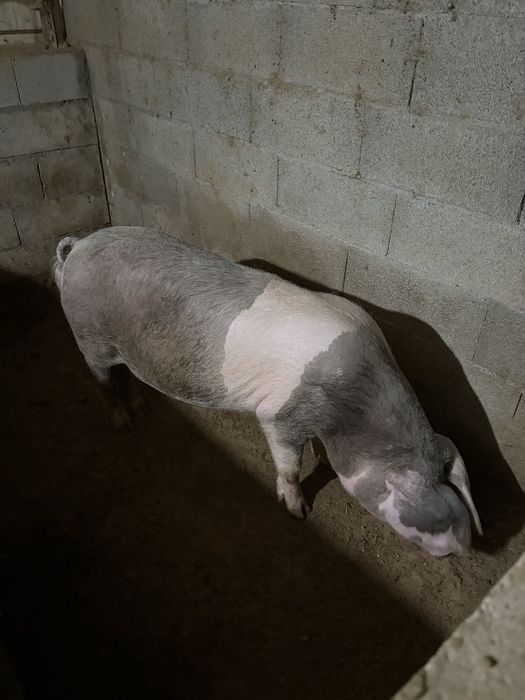 Porca bisara prenha