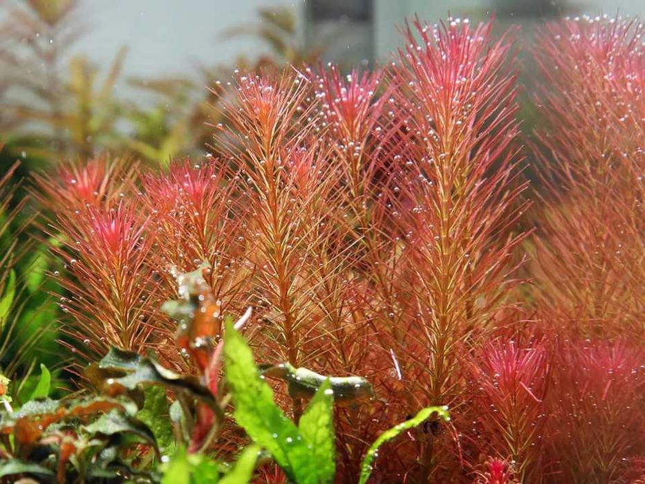 Rotala wallichii Koszyk
