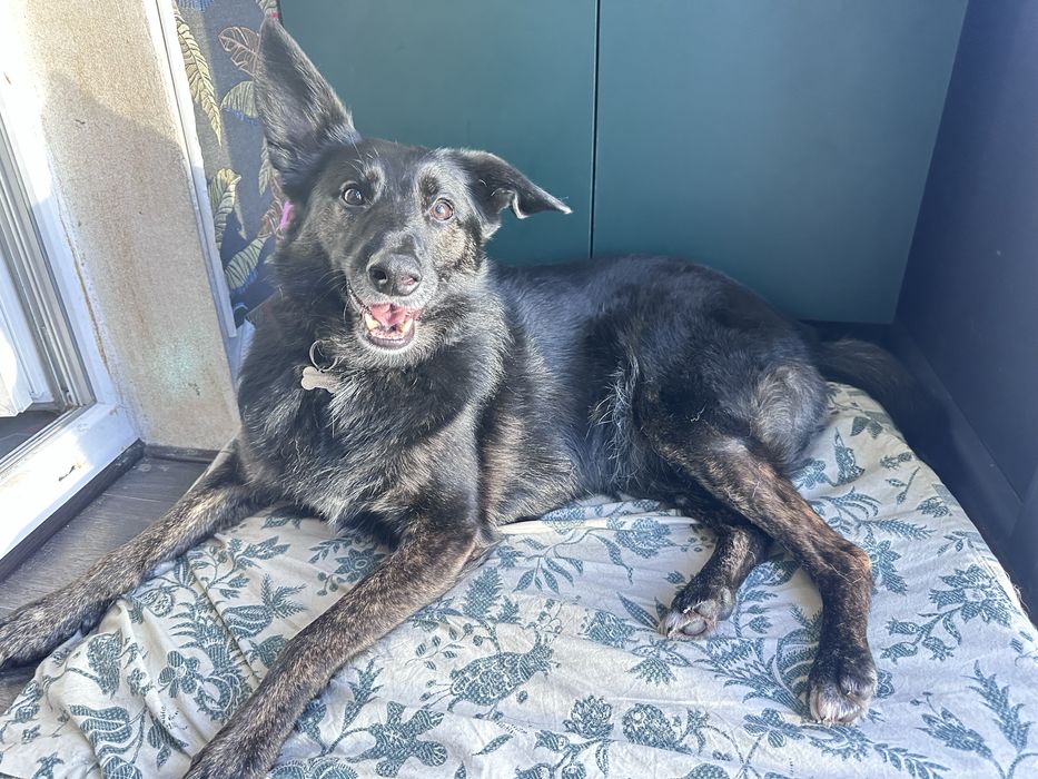 Собака Молли ищет семью