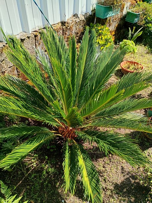 Árvore sica para venda
