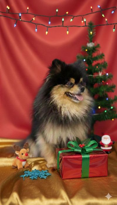 Шпіц рижо чорний 1.9 р.