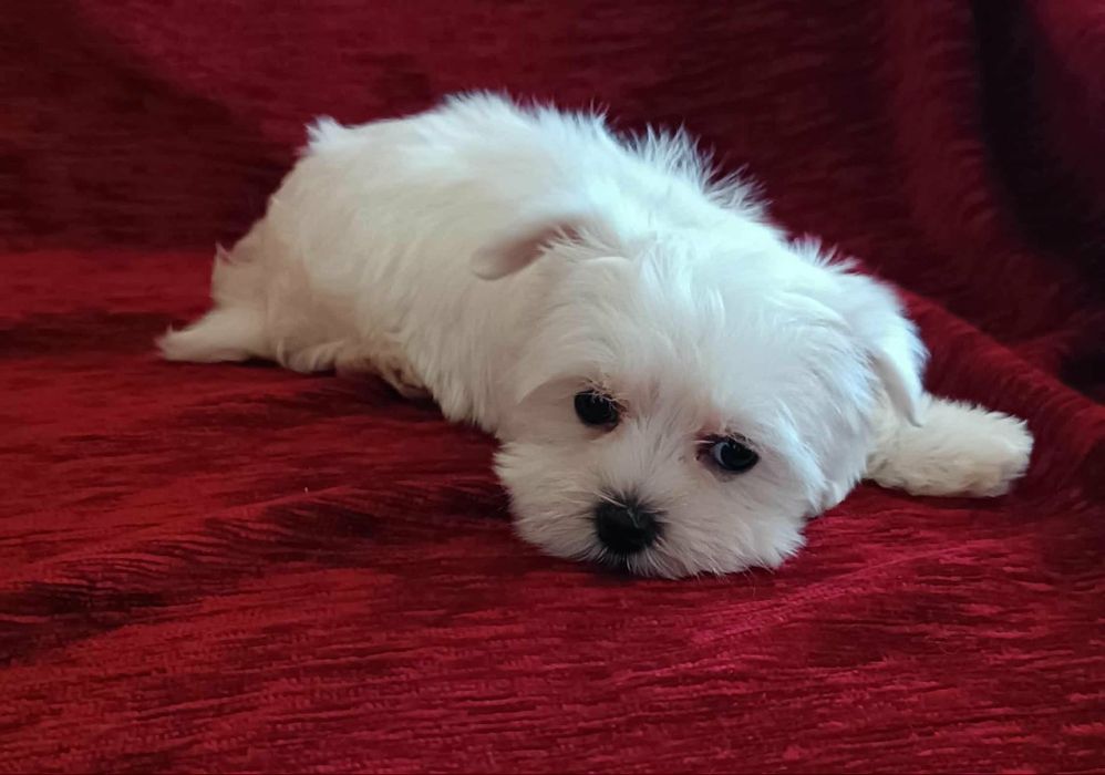 MALTAŃCZYK piesek - maleńki (XS)