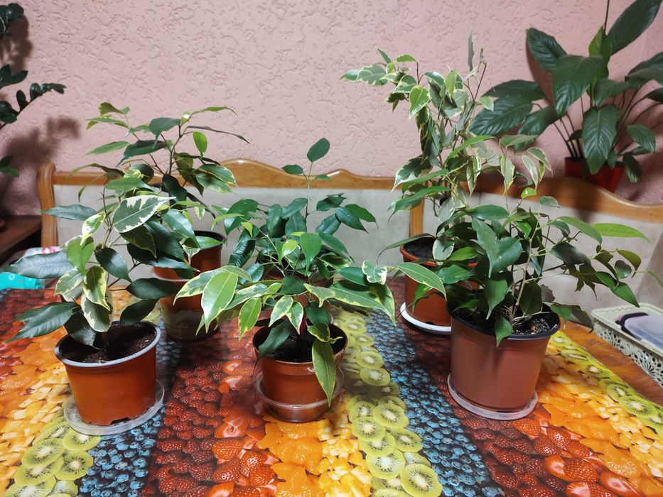 фікус кінкі-бенджаміна, висота від 40см до 60см