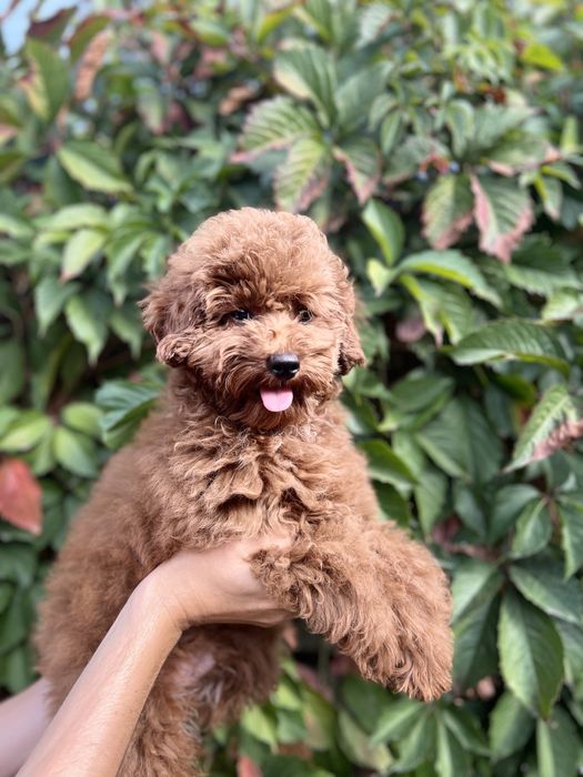 Той Пудель Ред Браун