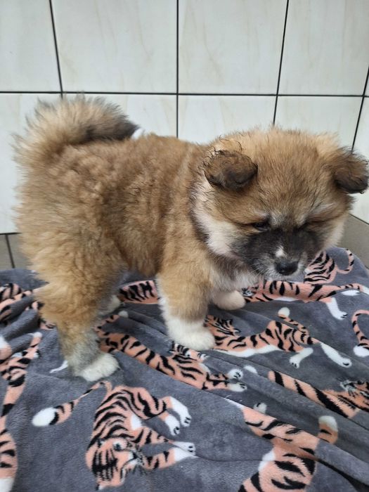 Akita inu szczeniak suczka