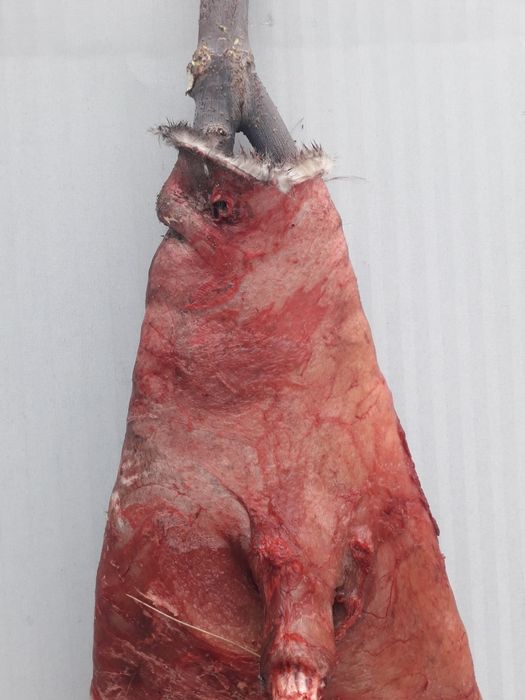 Продаю Шкура Андатры ( Выдры)