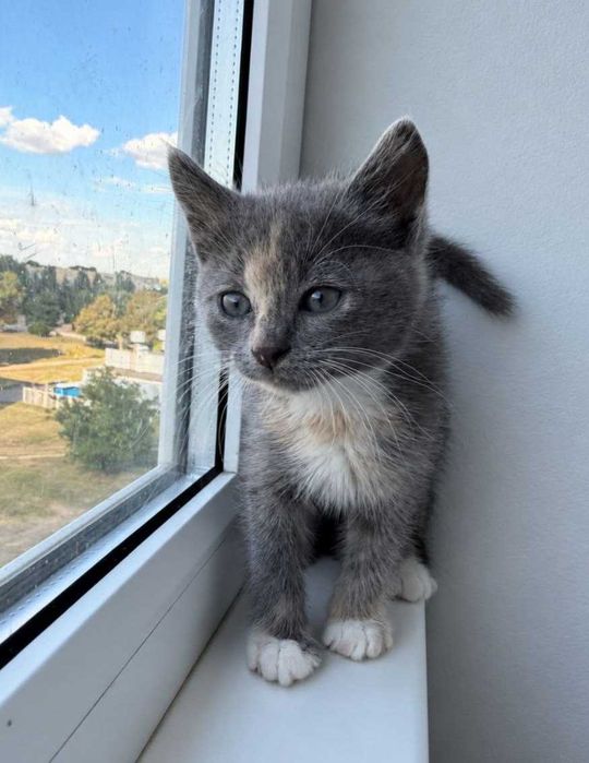 Отдам котенка трехцветку, 1,5 месяца