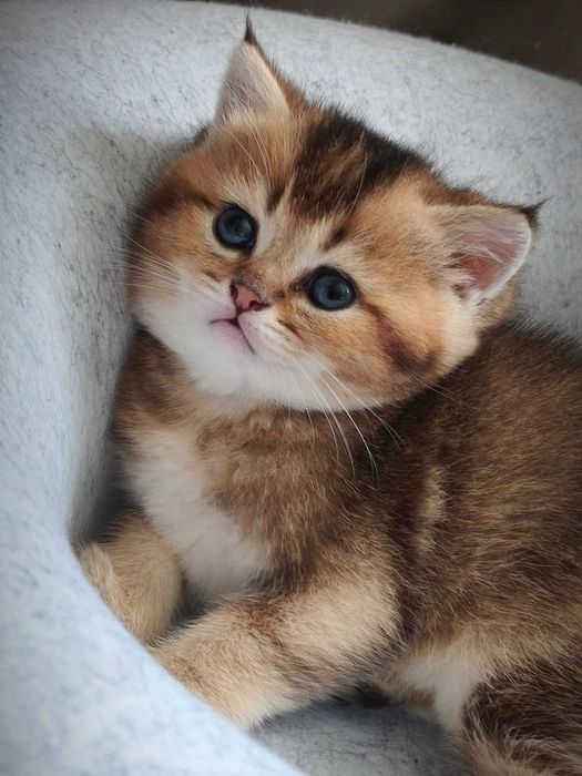 Британський котик. Кошеня золота шиншила