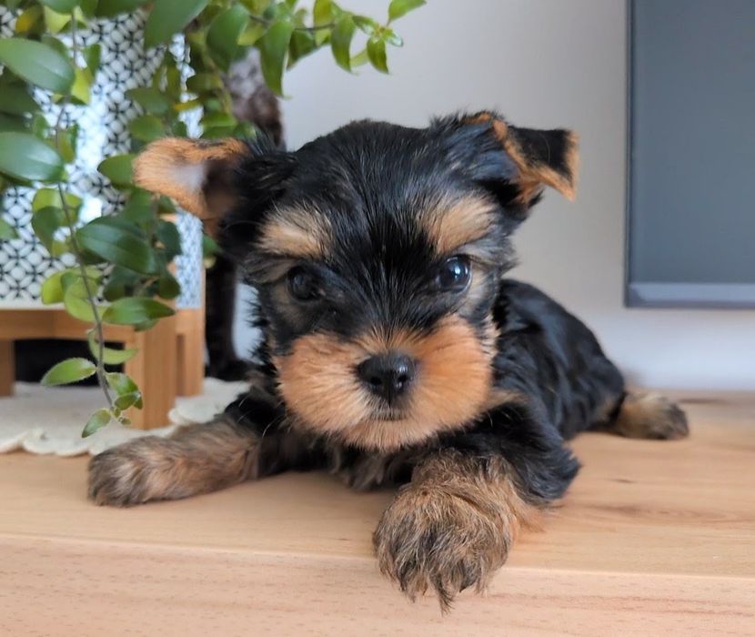 Yorkshire terrier
