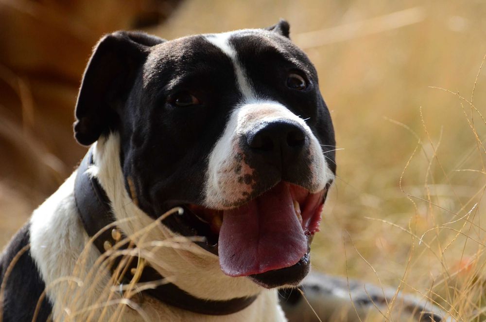 Amstaff do adopcji. Staffordshire terrier szuka domu