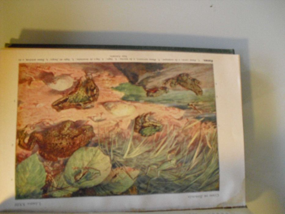 Schmeil (Otto);Curso de Zoologia