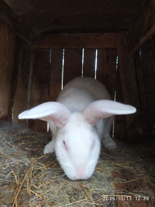Продам робочого кроля ,біла термонська