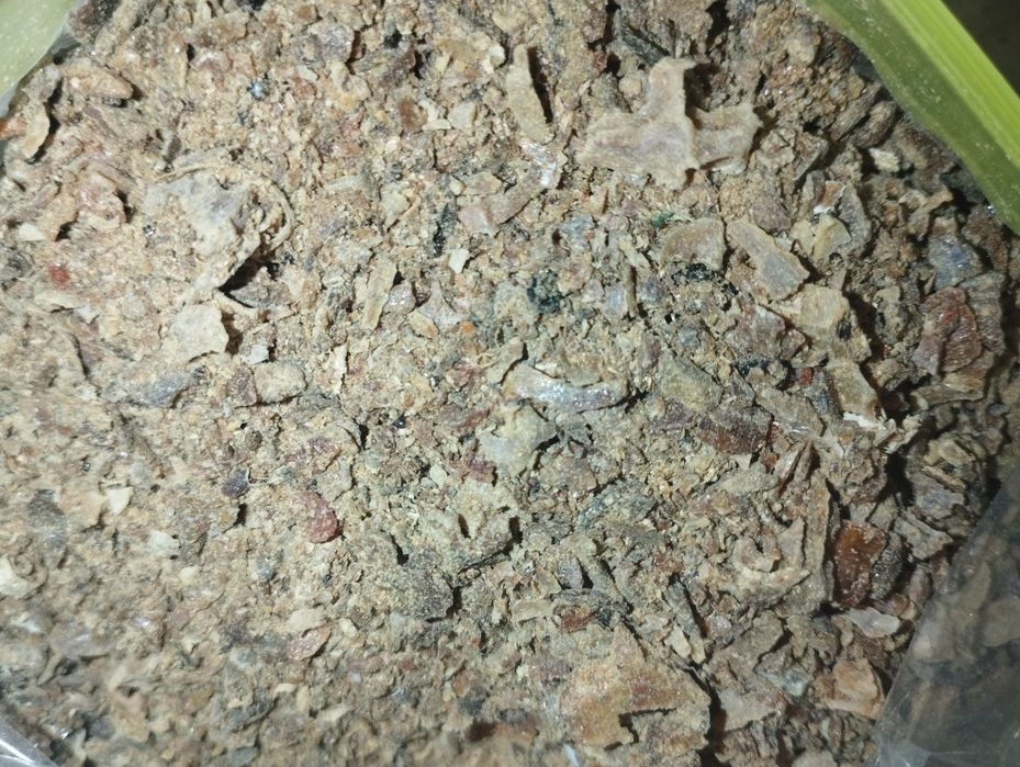Kit pszczeli propolis