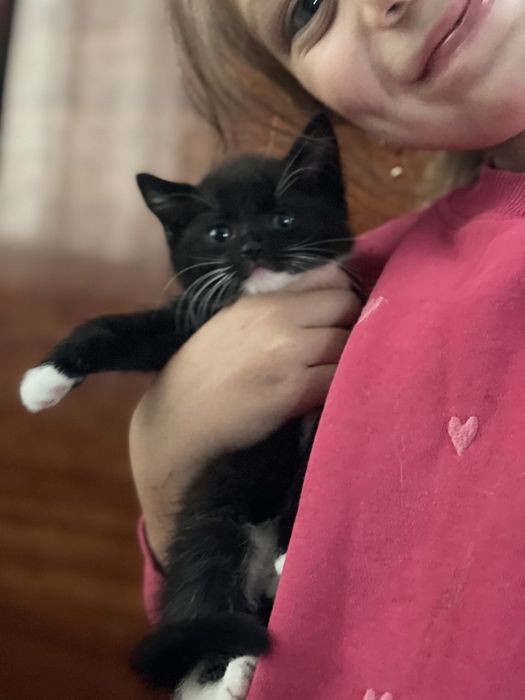 Кошеня,котик,котики