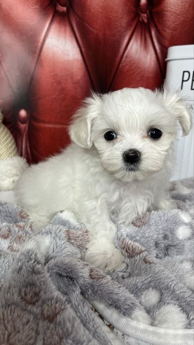 Мальтійська болонка (шоу-клас) – цуценята з документами