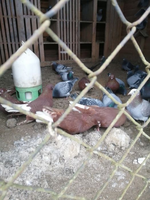 Sprzedam gołębie pocztowe i orliki