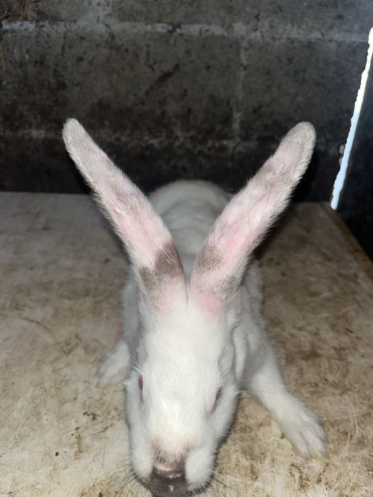 Vendo coelhos novos raça grande
