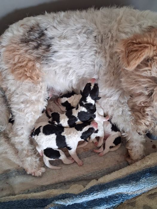 Fox  terrier tricolor