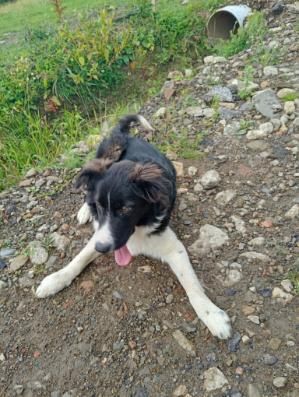 Szczeniak rasy border collie z rodowodem