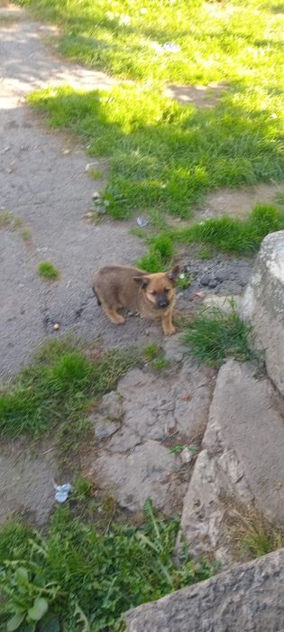 Маю гарних песиків,їдять самостійно,можливо доставка на місце,віддам у добрі руки.