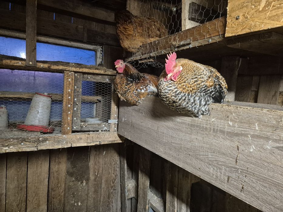 Koguty ozdobne zeszloroczne