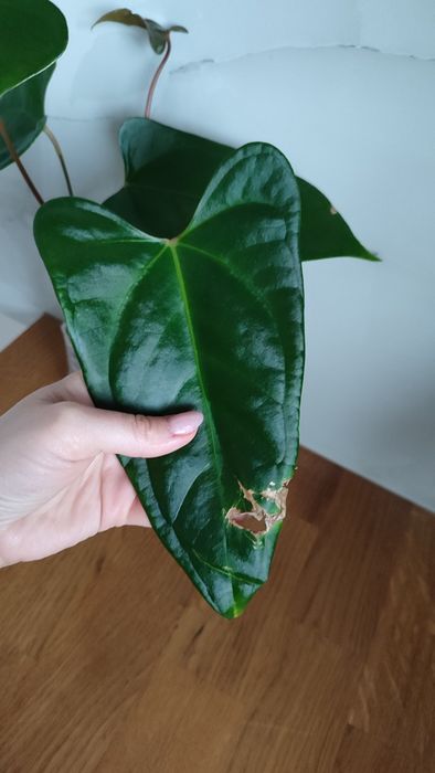 Anthurium portillae
