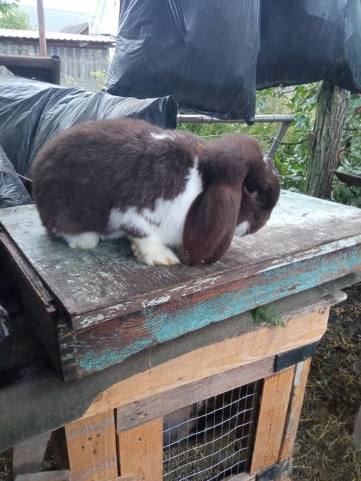 Продам кроликів породи.Каліфлрнія та Французький баран.