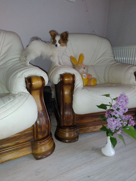 Піпільйон папійон