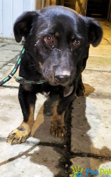 Piesek MILAN szuka kochającego domku!