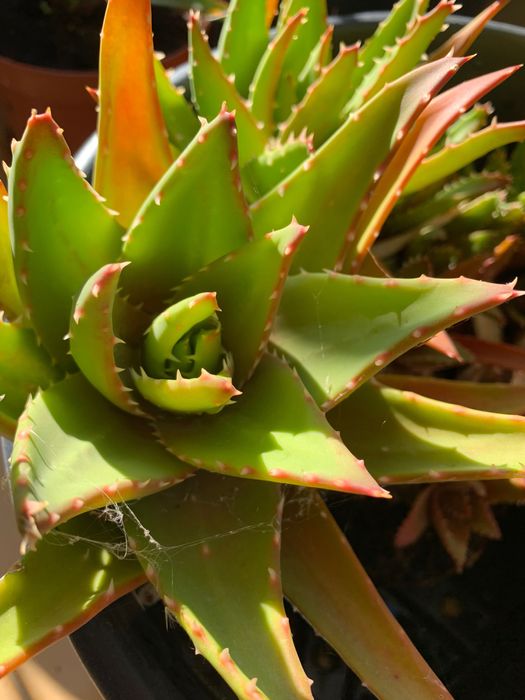 Suculentas ( cacto peito de perdiz) 10€