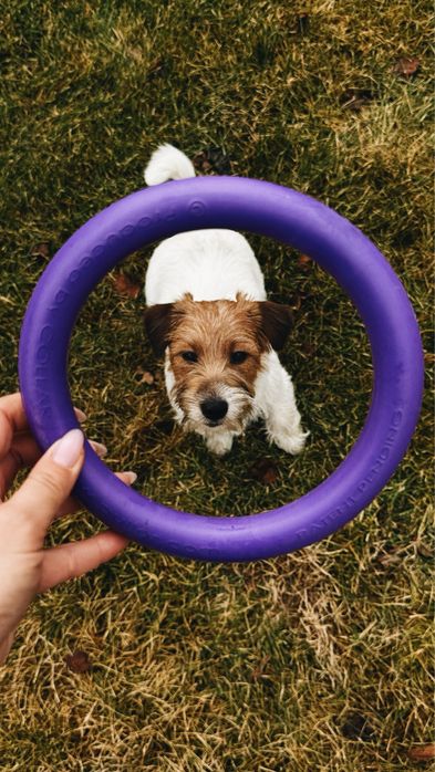 Вʼязка джек-рассела-терʼєра