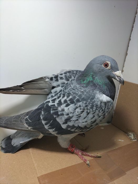 Gołębie pocztowe. K. Korczyk