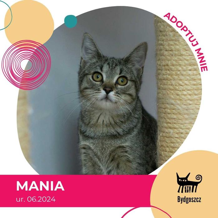 Mania - kotka do adopcji