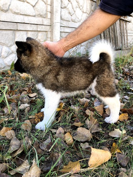 Щенки американской акиты