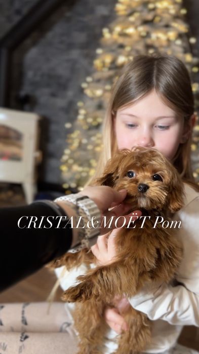 Мальчик (мальтипу)Кавапу cavapoo,размер микро,до 2,5кг родители Китай