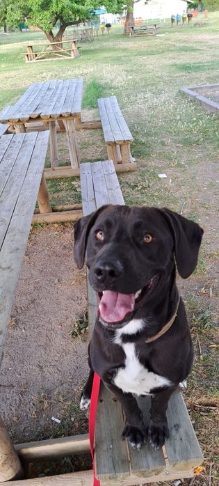 Cão para adoção responsável